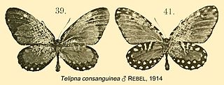 <i>Telipna consanguinea</i> Species of butterfly