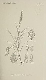 <i>Setariopsis</i> Genus of grasses