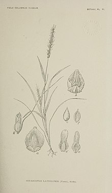 Kontribusi (I)-III untuk pesisir dan polos flora Yucatan (1895) (20496856278).jpg