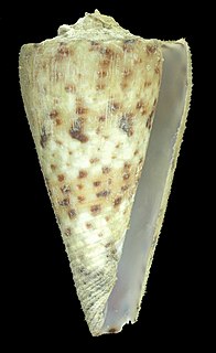 <i>Conus moncuri</i>