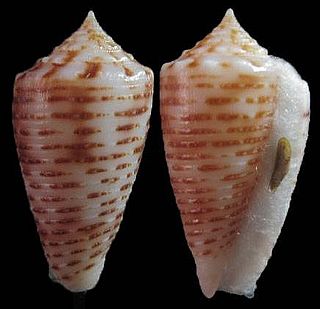 <i>Conus proximus</i> Species of sea snail