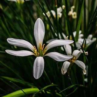 <i>Cooperia</i> (plant) Extinct genus of flowering plants