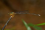 Copera marginipes-Kadavoor-2016-11-26-002.jpg