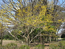 Cornus officinalis5.jpg 