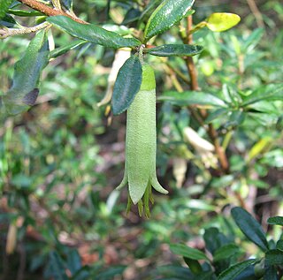 <i>Correa glabra</i> Species of plant