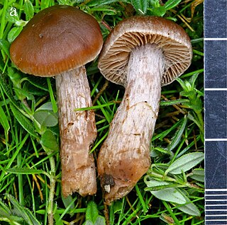 <i>Cortinarius ainsworthii</i> Species of fungus