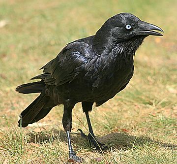 Little raven