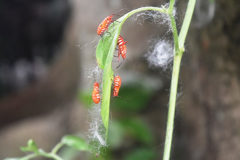 File:Cotton Bug nymphs.jpg