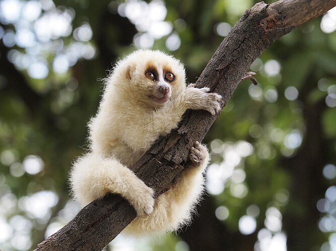 Яванский лори (Nycticebus javanicus)