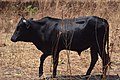 Cows in Zambia 12.jpg