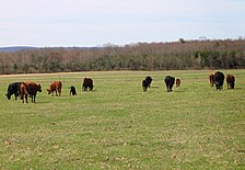 Cows in a field in Luzerne County, Pennsylvania 2.JPG