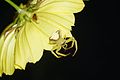 * Nomination Flower crab spider --Vengolis 02:51, 10 October 2016 (UTC) * Promotion Good quality. --Hubertl 03:05, 10 October 2016 (UTC)