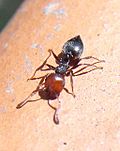 Ouvrière Crematogaster scutellaris