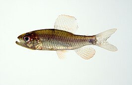 Crenuchus spilurus