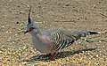 Crested pigeon442.jpg