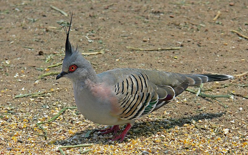 File:Crested pigeon442.jpg