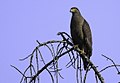 Crested serpent eagle ചുട്ടി പരുന്ത് 03.jpg