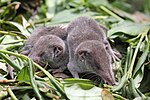 Thumbnail for Greater white-toothed shrew