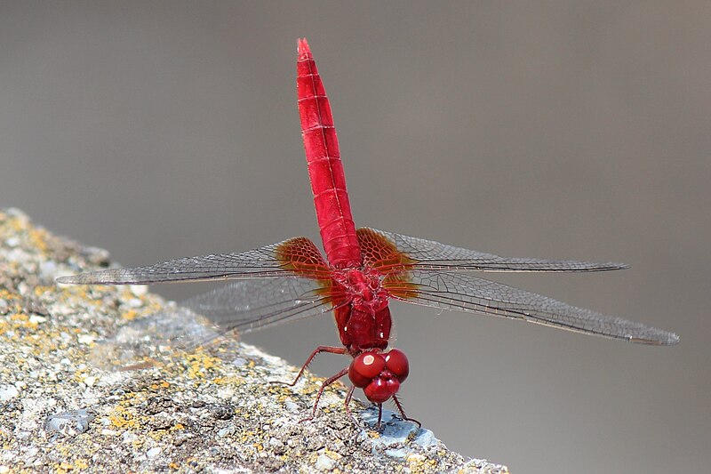 File:Crocothemis servilia mariannae a1.JPG