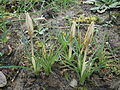 Crocus imperati 'De Jager' buds