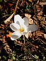 Crocus pulchellus 'Albus'