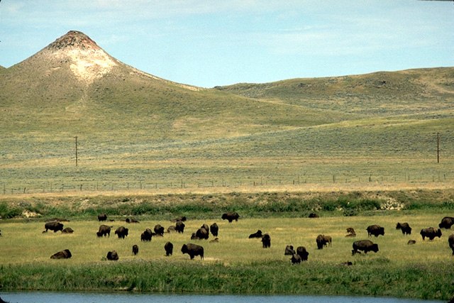 Buffalo on the range in Crook County