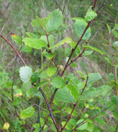 Spécimen de Bouleau nain (Betula pumila), espèce répandue sur les différents étages de Level Mountain.