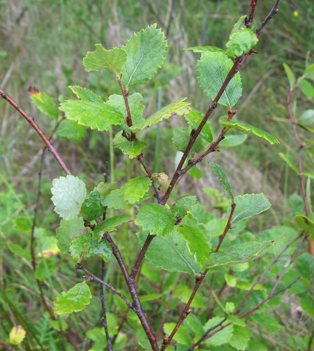 Betula pumila