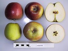 Winston Cross section of Winston (LA), National Fruit Collection (acc. 1974-410).jpg