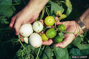 Cucurbita texana 2.jpg