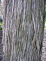 Cupressus macnabiana textura del tronco.jpg