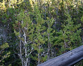 Cupressus pygmaea (Mendocino Cypress)