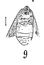 Vignette pour Cydnus sagittifer
