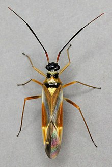 Cyllecoris histrionius, Bala, Severní Wales, červen 2011 (37673002971) .jpg