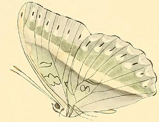 <i>Cymothoe oemilius</i> Species of butterfly