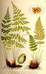 Cystopteris fragilis-Woodsia ilvensis nf.jpg
