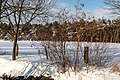* Nomination Shrub (Viburnum opulus) on a field in the Börnste peasantry in parish, Dülmen, North Rhine-Westphalia, Germany --XRay 04:39, 15 March 2021 (UTC) * Promotion  Support Good quality -- Johann Jaritz 04:55, 15 March 2021 (UTC)