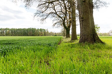 Hamlet Börnste, Kirchspiel, Dülmen, North Rhine-Westphalia, Germany