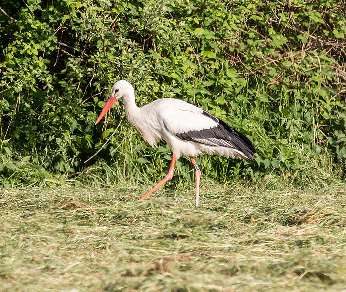 File:Dülmen, Storch auf einer Wiese -- 2014 -- 0050.jpg