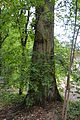 Deutsch: Ulme Parkstrasse Ecke Plantanenstrasse in Schöneiche bei Berlin; Naturdenkmal; etwa 150 Jahre alte Feldulme (Ulmus minor) am Jägergraben, umgeben von weiteren Ulmen sowie Eichen. English: Elm at the Fredersdorfer Weg in Schöneiche bei Berlin; Natural monument; Ulmus minor at the Jägergraben, about 150 years old, surrouded by more Elms and oaks.