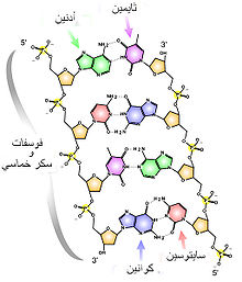 https://upload.wikimedia.org/wikipedia/commons/thumb/4/4d/DNA_Chemical_Structure_Arabic.jpg/220px-DNA_Chemical_Structure_Arabic.jpg