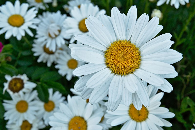 File:Daisy garden in Bend, OR.jpg