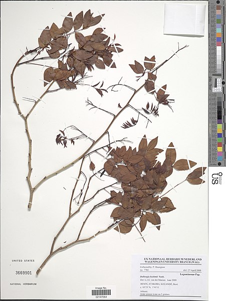 File:Dalbergia boehmii-NMNH-13863988.jpg