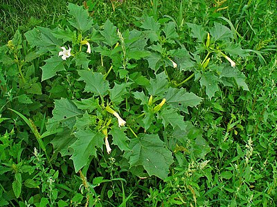 Datura stramonium