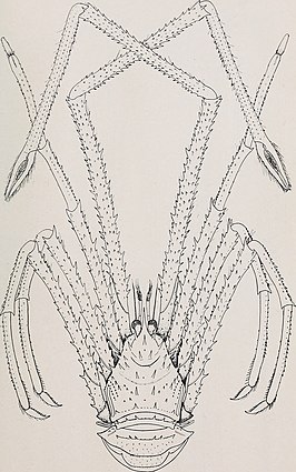 Sternostylus formosus