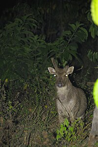 Taman Nasional Meru Betiri Wikipedia Bahasa Indonesia