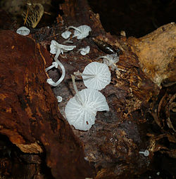 Deliculata integrella 39777.jpg