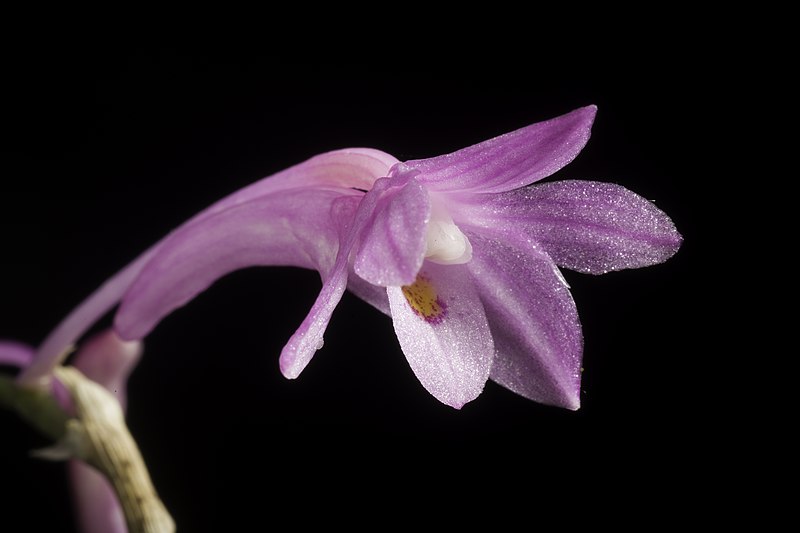 File:Dendrobium kuhlii (Blume) Lindl., Gen. Sp. Orchid. Pl. 87 (1830) (49879481062).jpg