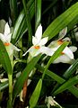 Dendrobium pentapterum flowers