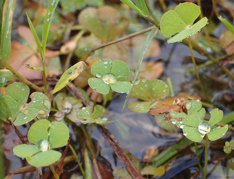 File:Denjisou in Nakaikemi Wetland.jpg